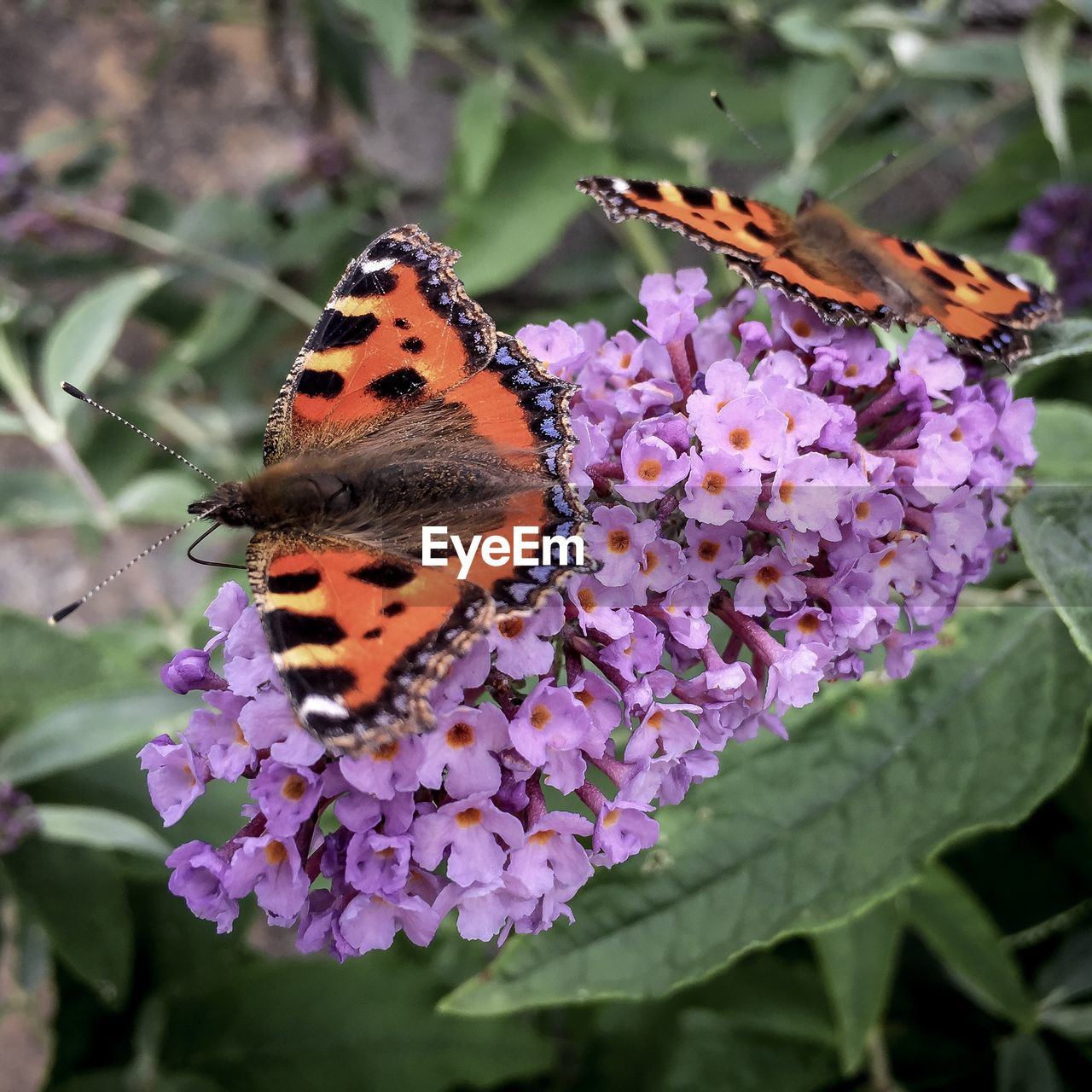 CLOSE-UP OF BUTTERFLY POLLINATING ON PURPLE FLOWERS