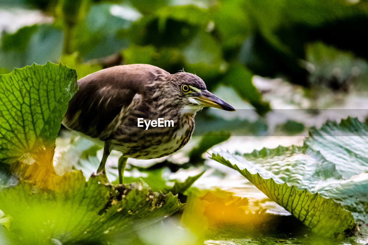 Close-up of bird perching on a plant