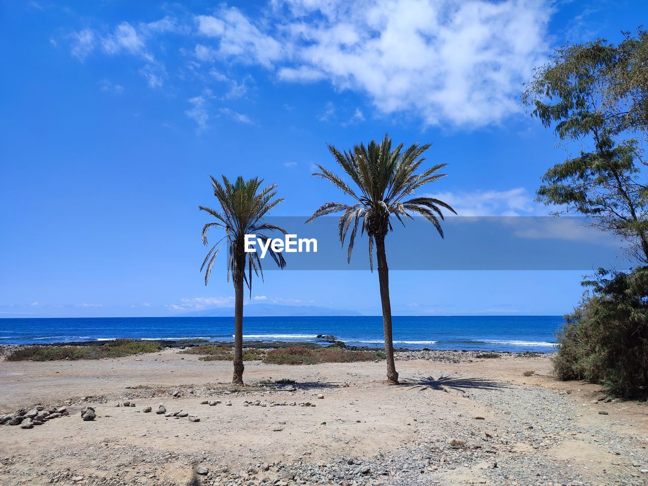 PALM TREE ON BEACH AGAINST SKY