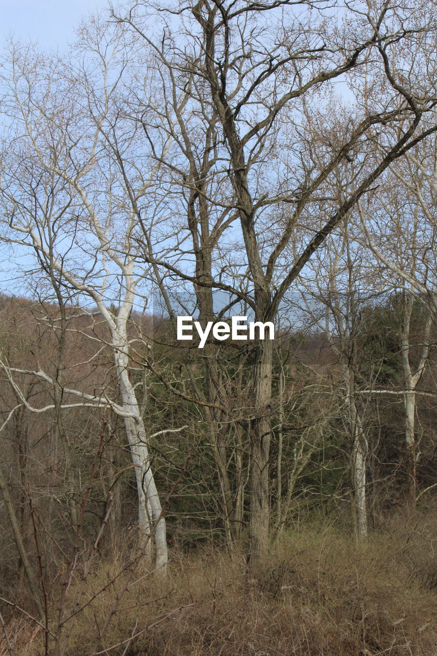 BARE TREES GROWING AGAINST SKY