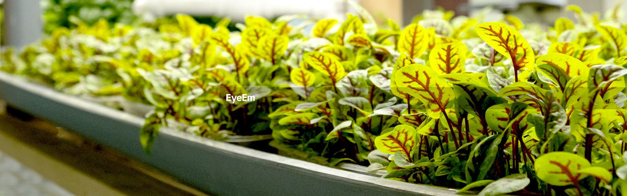 Green leaves of edenvia lettuce grown on a microfarm using the agroponic method