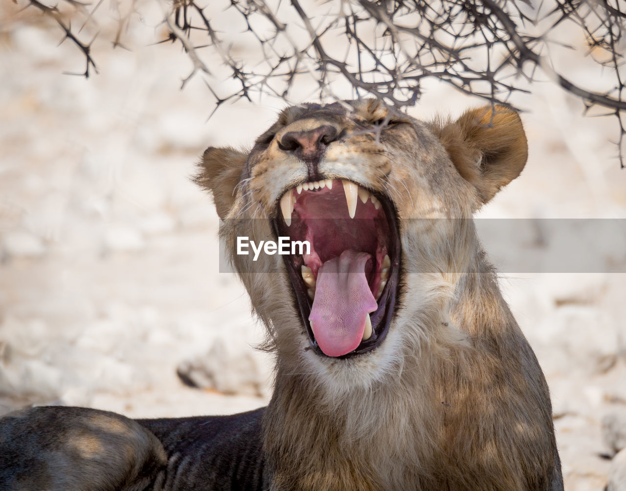 Close-up portrait of lion yawning, etosha national park, namibia