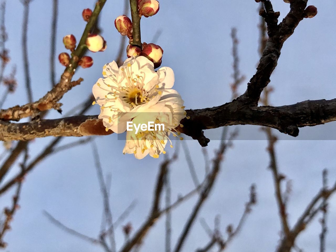 CLOSE-UP OF WHITE CHERRY BLOSSOMS ON BRANCH