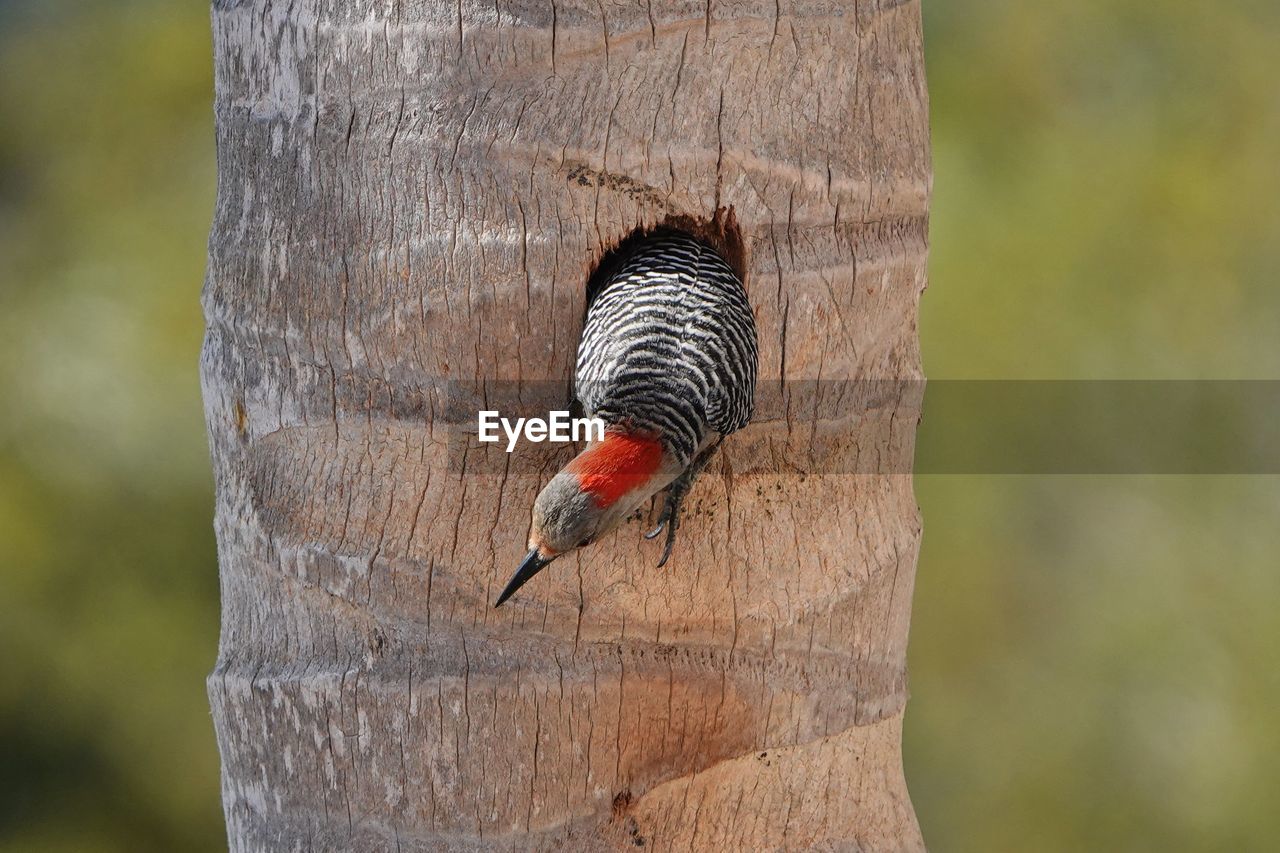 animal, animal themes, animal wildlife, wildlife, one animal, woodpecker, bird, tree, tree trunk, trunk, nature, close-up, focus on foreground, no people, outdoors, day, wood, branch, leaf, insect, perching, plant