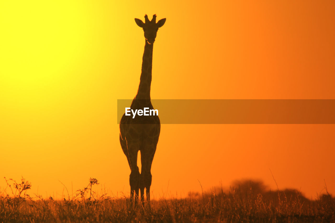 SILHOUETTE ELEPHANT ON FIELD AGAINST CLEAR SKY