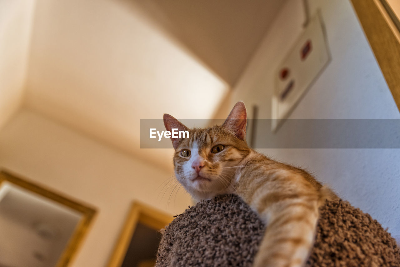 CLOSE-UP PORTRAIT OF CAT ON WALL