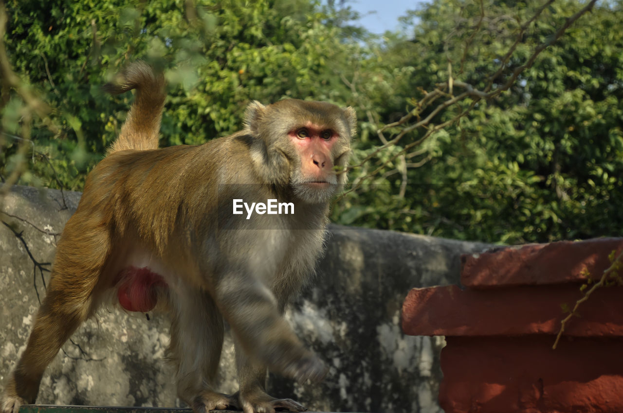 animal themes, animal, monkey, mammal, primate, animal wildlife, macaque, wildlife, old world monkey, one animal, tree, nature, sitting, plant, no people, baboon, day, outdoors, zoo, ape, looking, focus on foreground