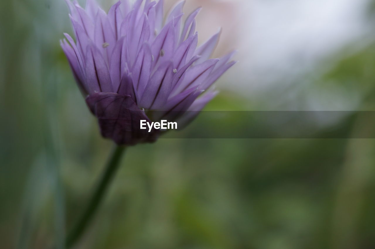 CLOSE-UP OF FRESH PURPLE FLOWER