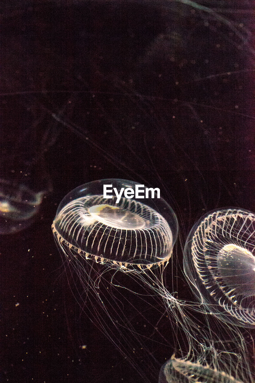 Close-up of jellyfishes swimming in sea