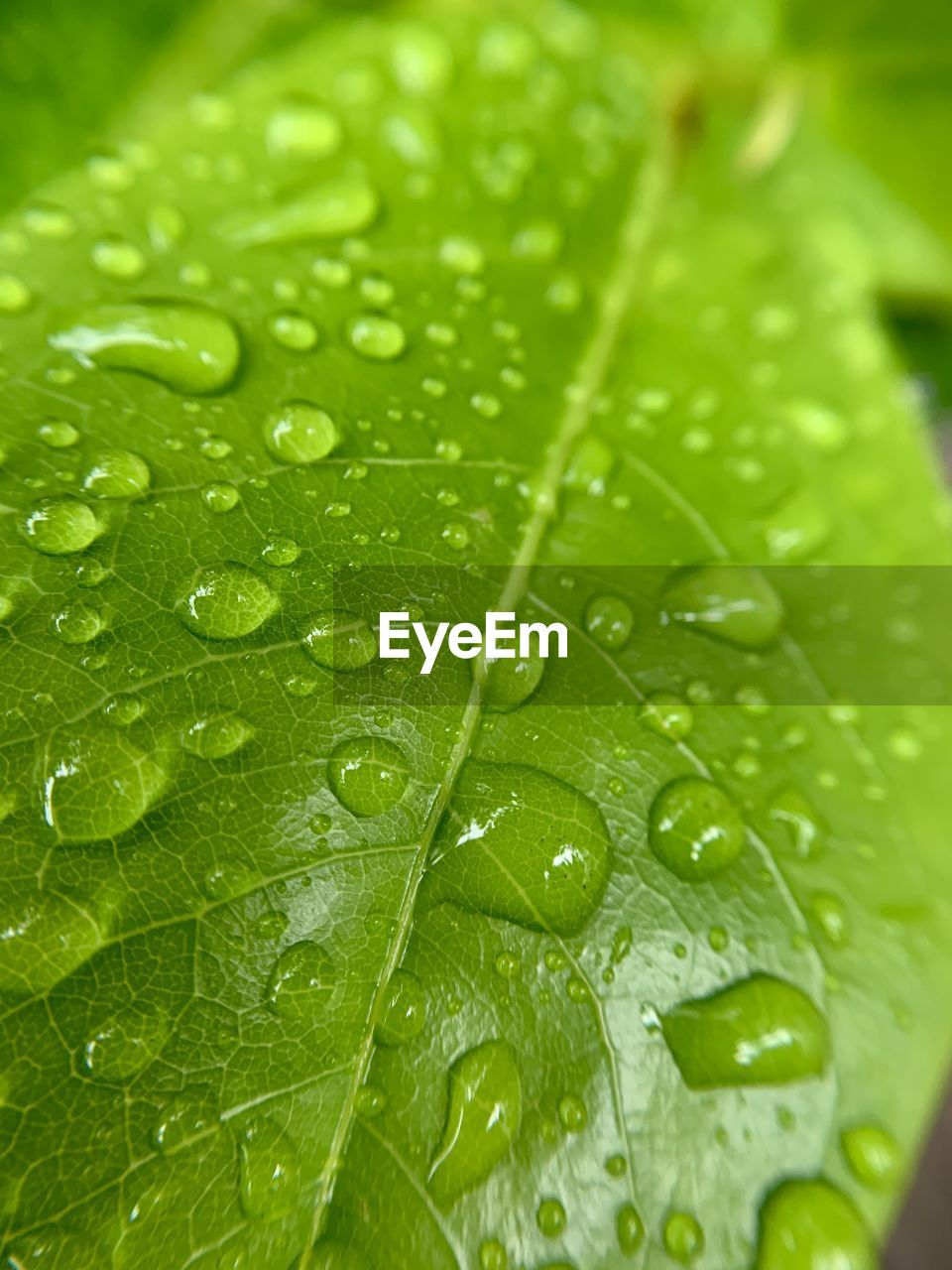 Close-up of raindrops on leaves