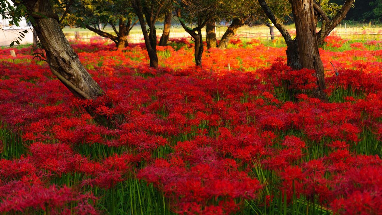 Red spider lily blooming in park