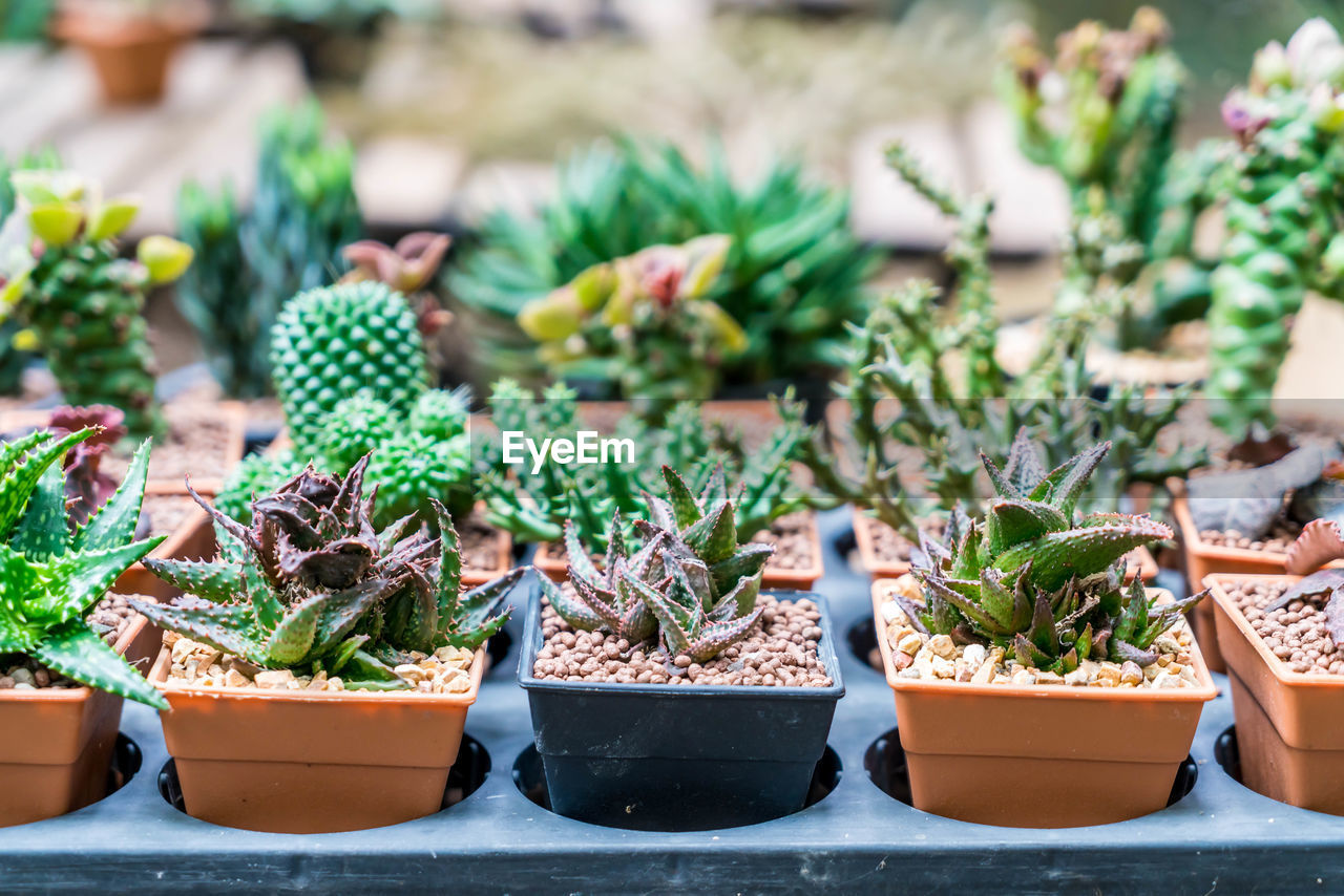 Close-up of succulent plants in yard