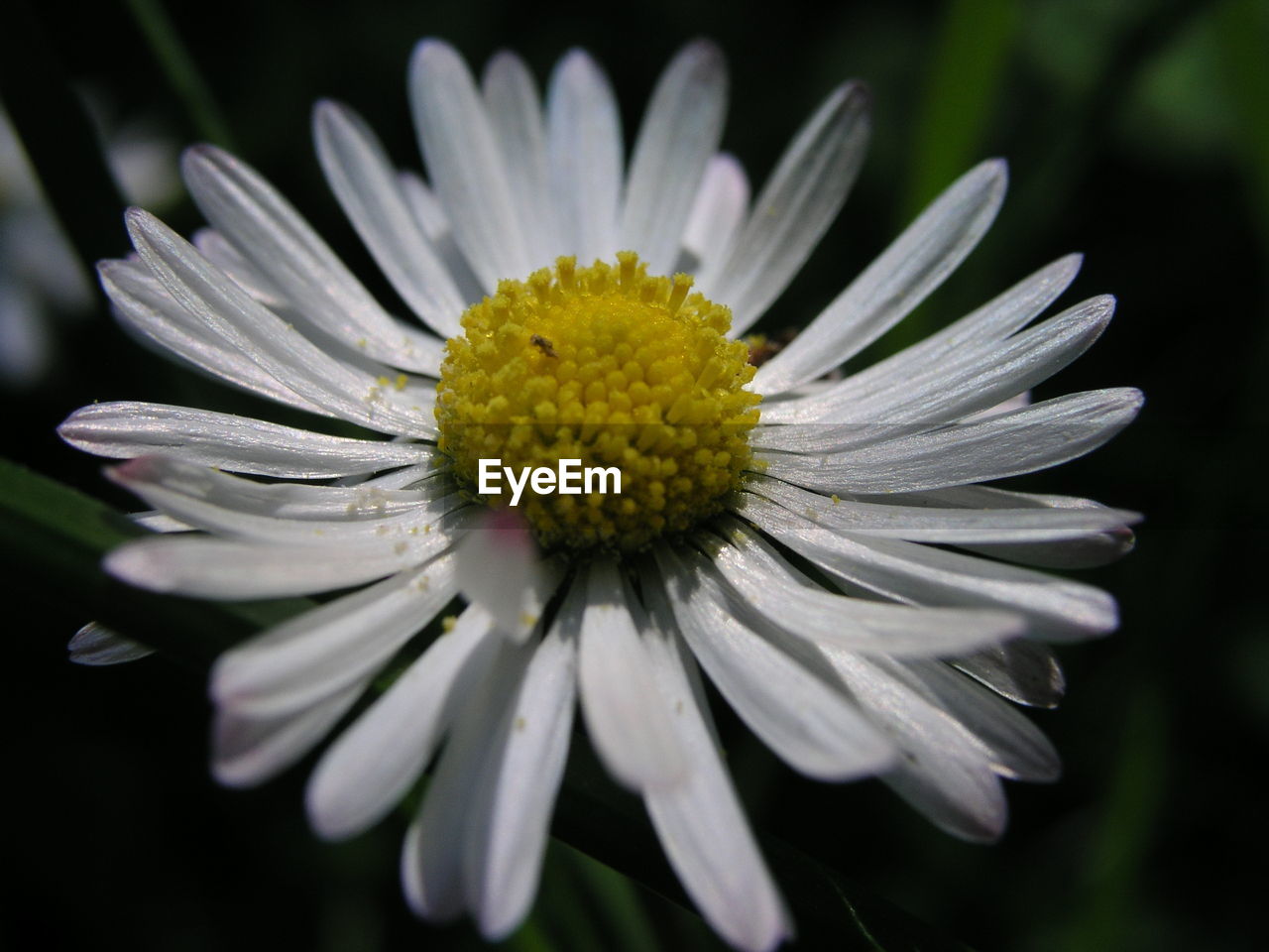 CLOSE-UP OF YELLOW FLOWER BLOOMING