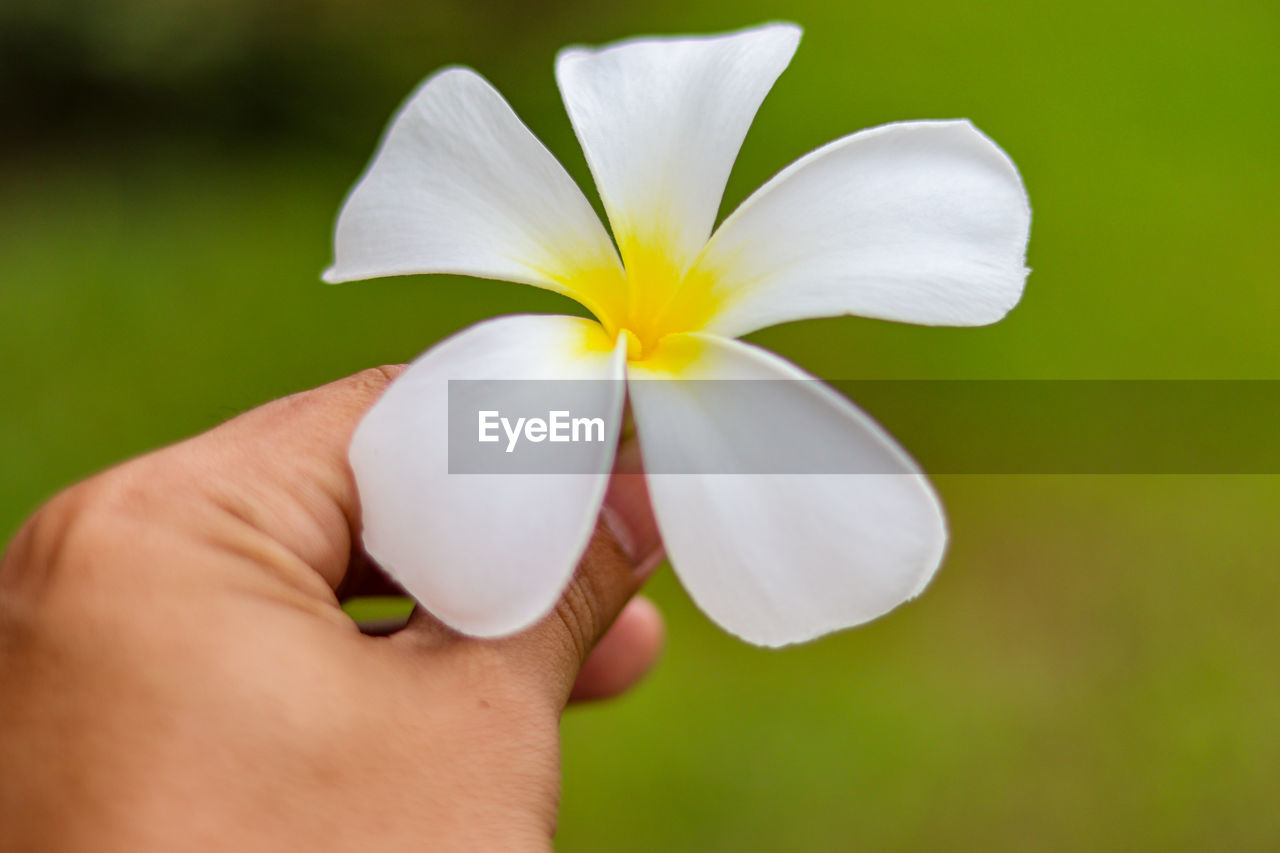 Close-up of hand holding flower