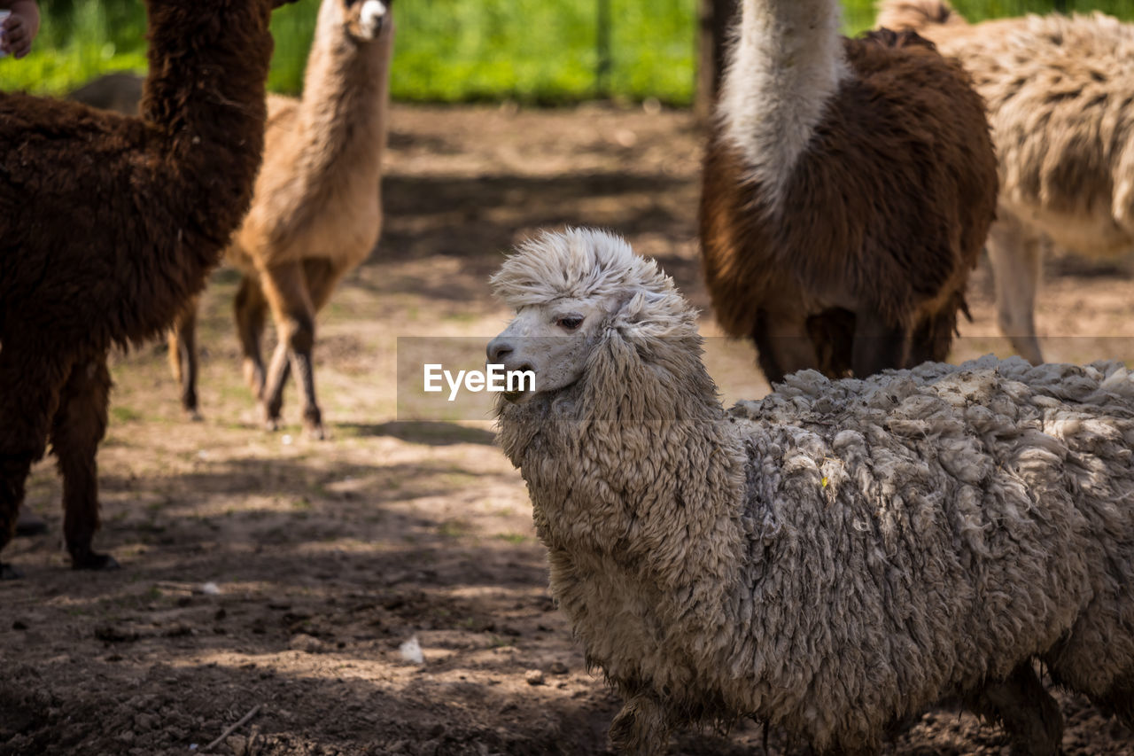 A domesticated llama in the farm mini zoo. a portrait of a llama.