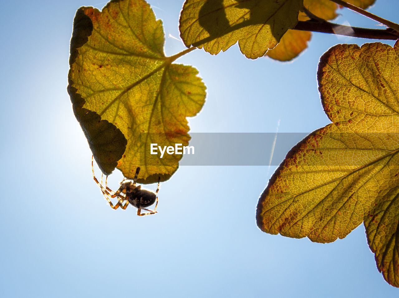 LOW ANGLE VIEW OF AUTUMN LEAVES AGAINST SKY