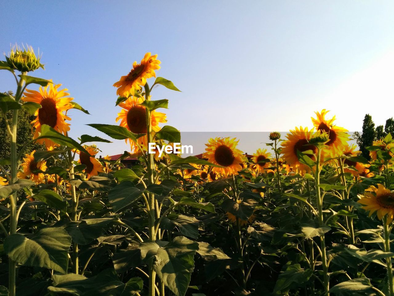 Close-up of flowers blooming in field