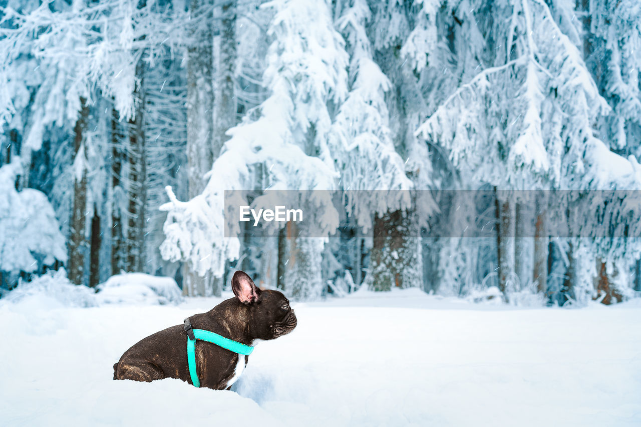 French bulldog dog on snow covered field against forest in winter