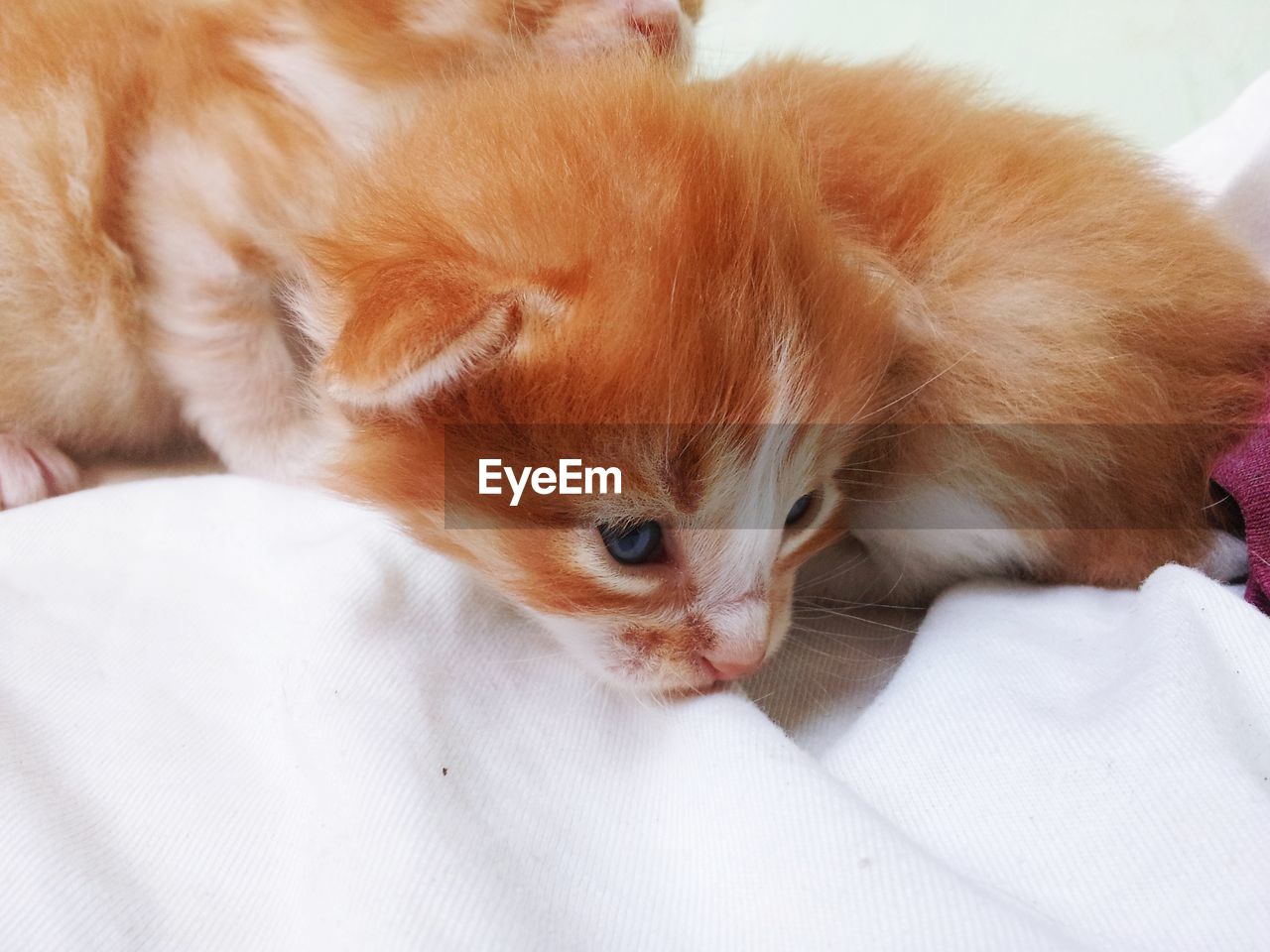 CLOSE-UP OF KITTEN ON BED