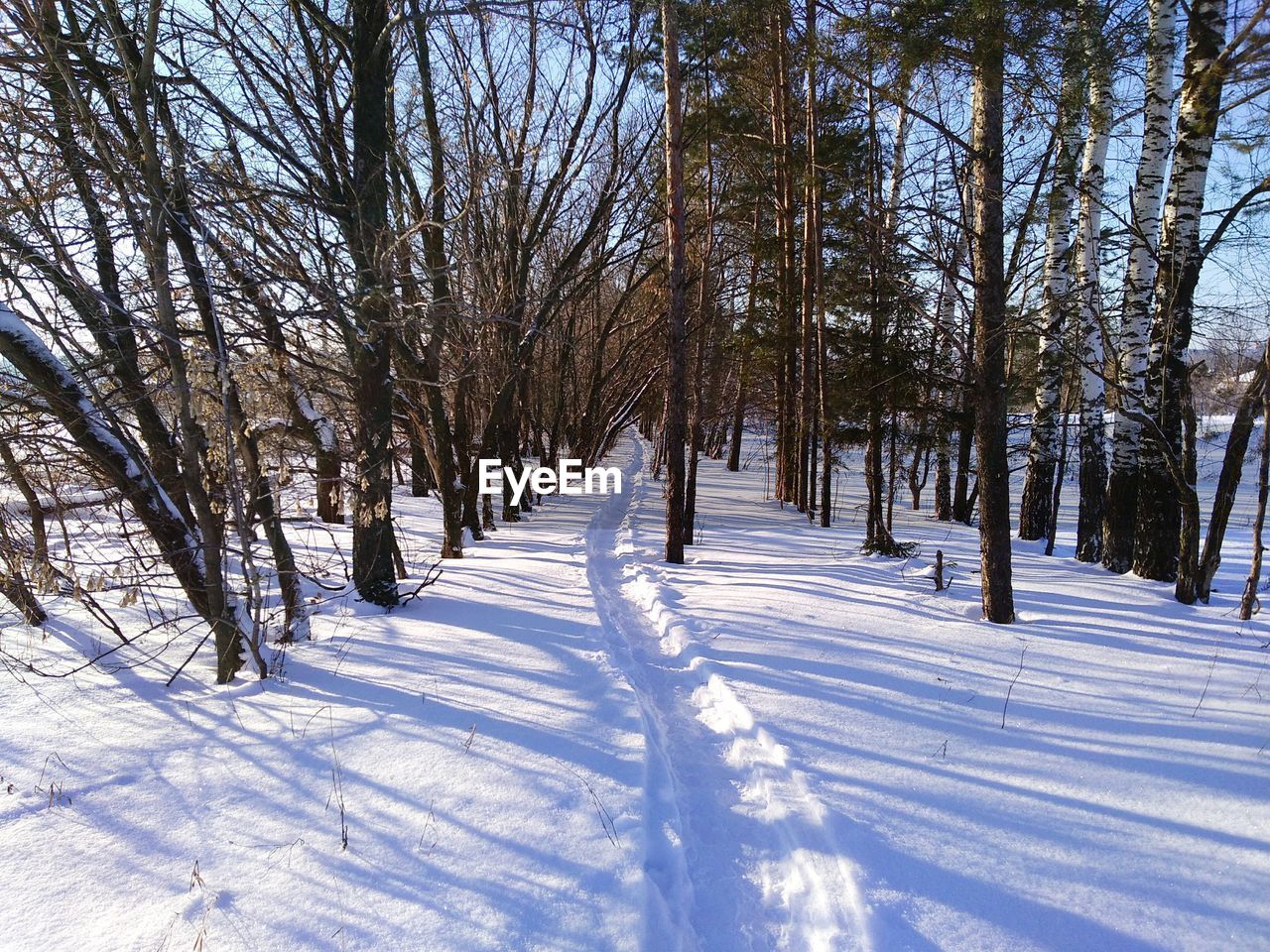 BARE TREES ON SNOW COVERED LANDSCAPE AGAINST SKY