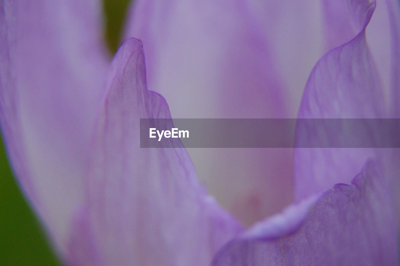 CLOSE-UP OF PURPLE FLOWERS