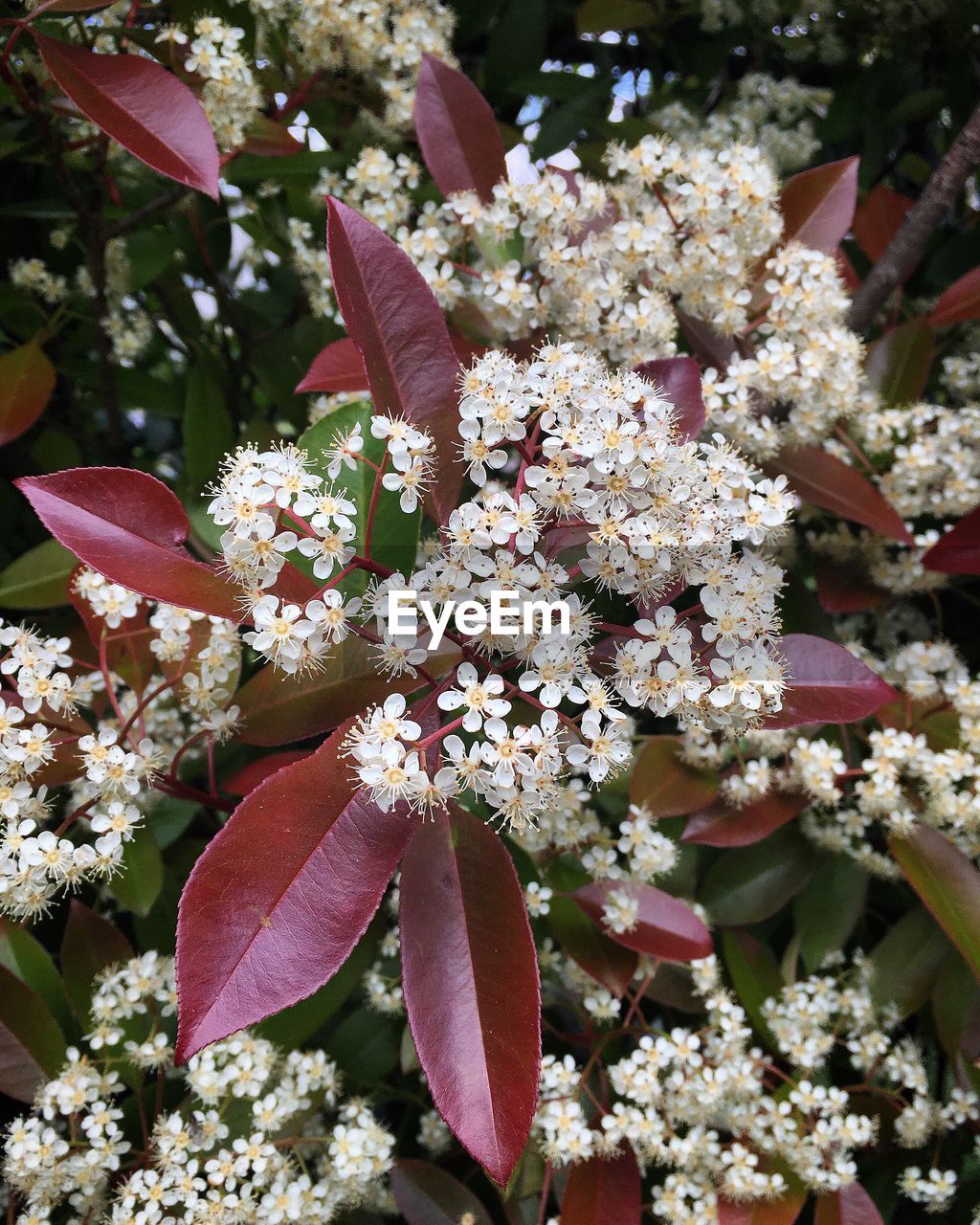 CLOSE-UP OF FRESH PINK FLOWERS BLOOMING IN PARK