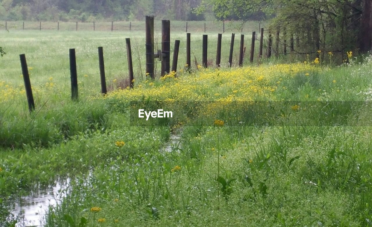 Plants growing on field