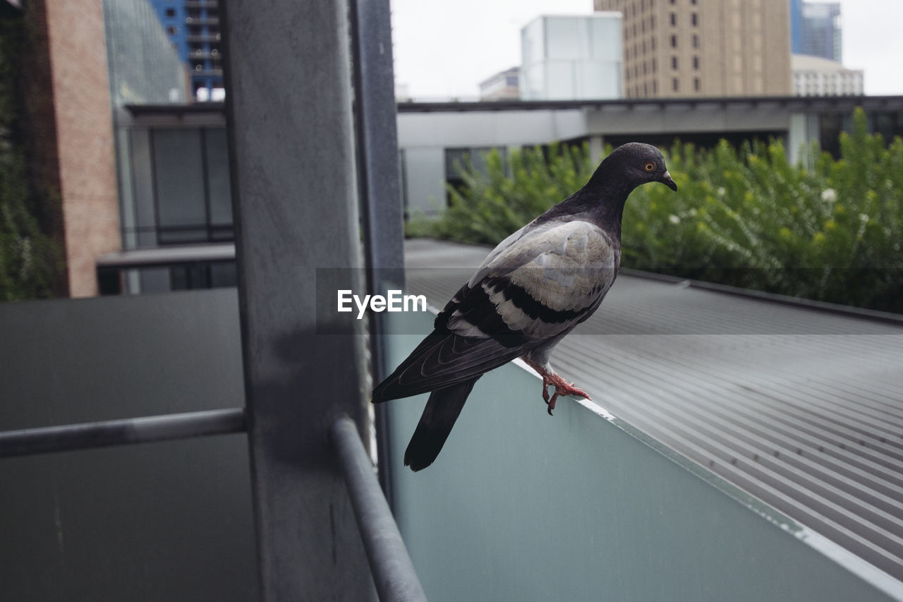 Bird perching on window