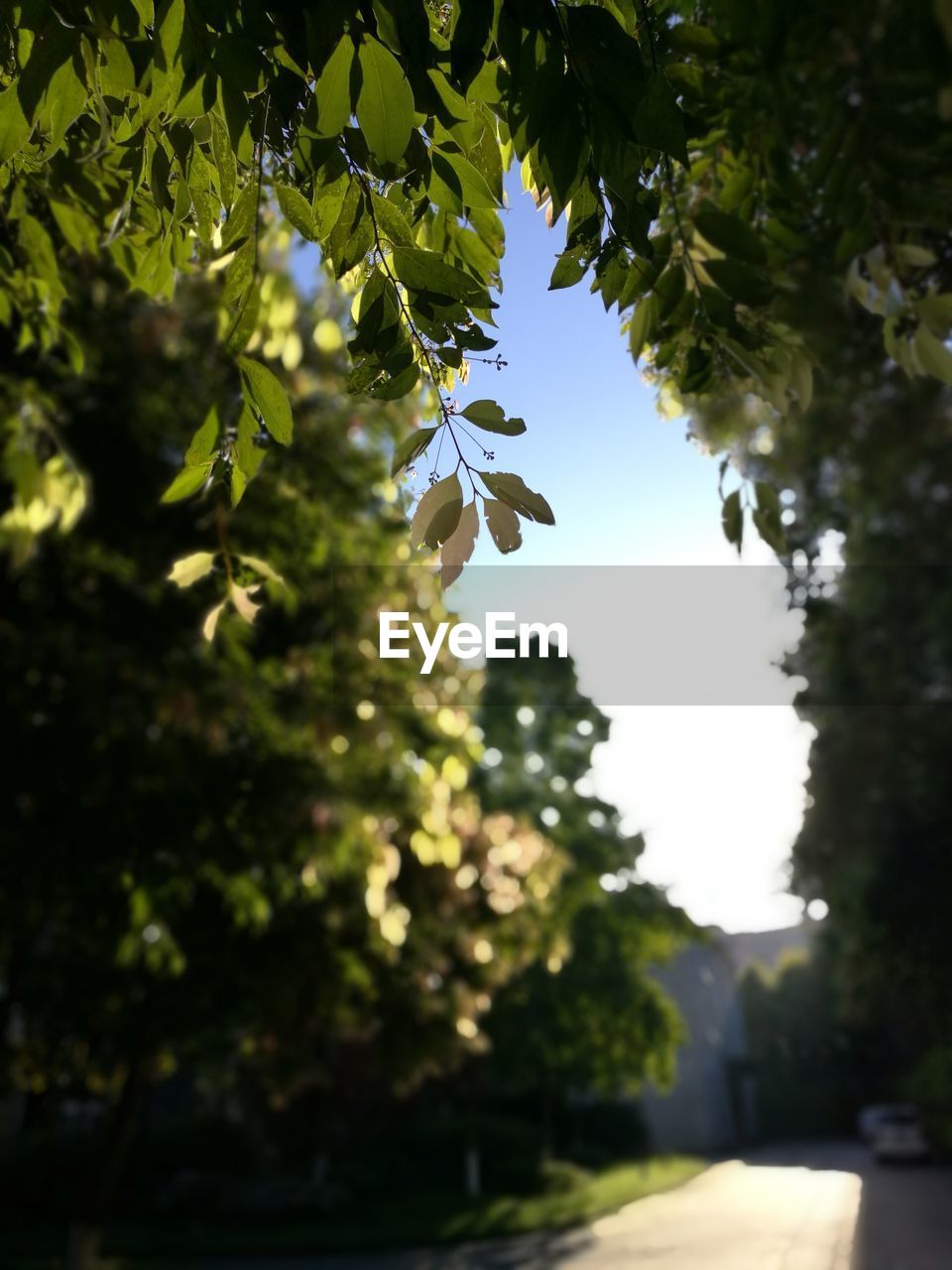 Close-up of silhouette tree against sky