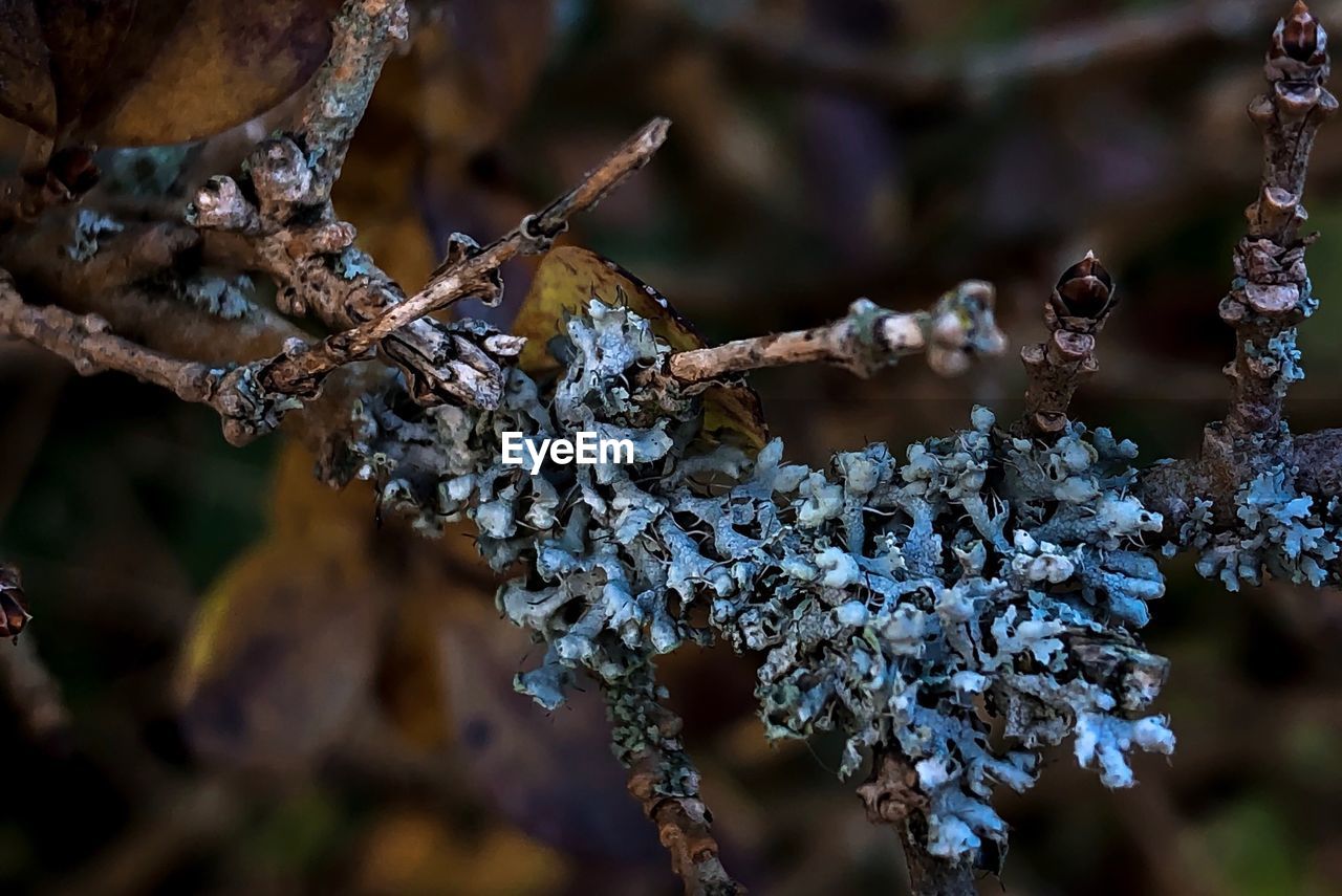 CLOSE-UP OF FROZEN PLANT ON SNOW