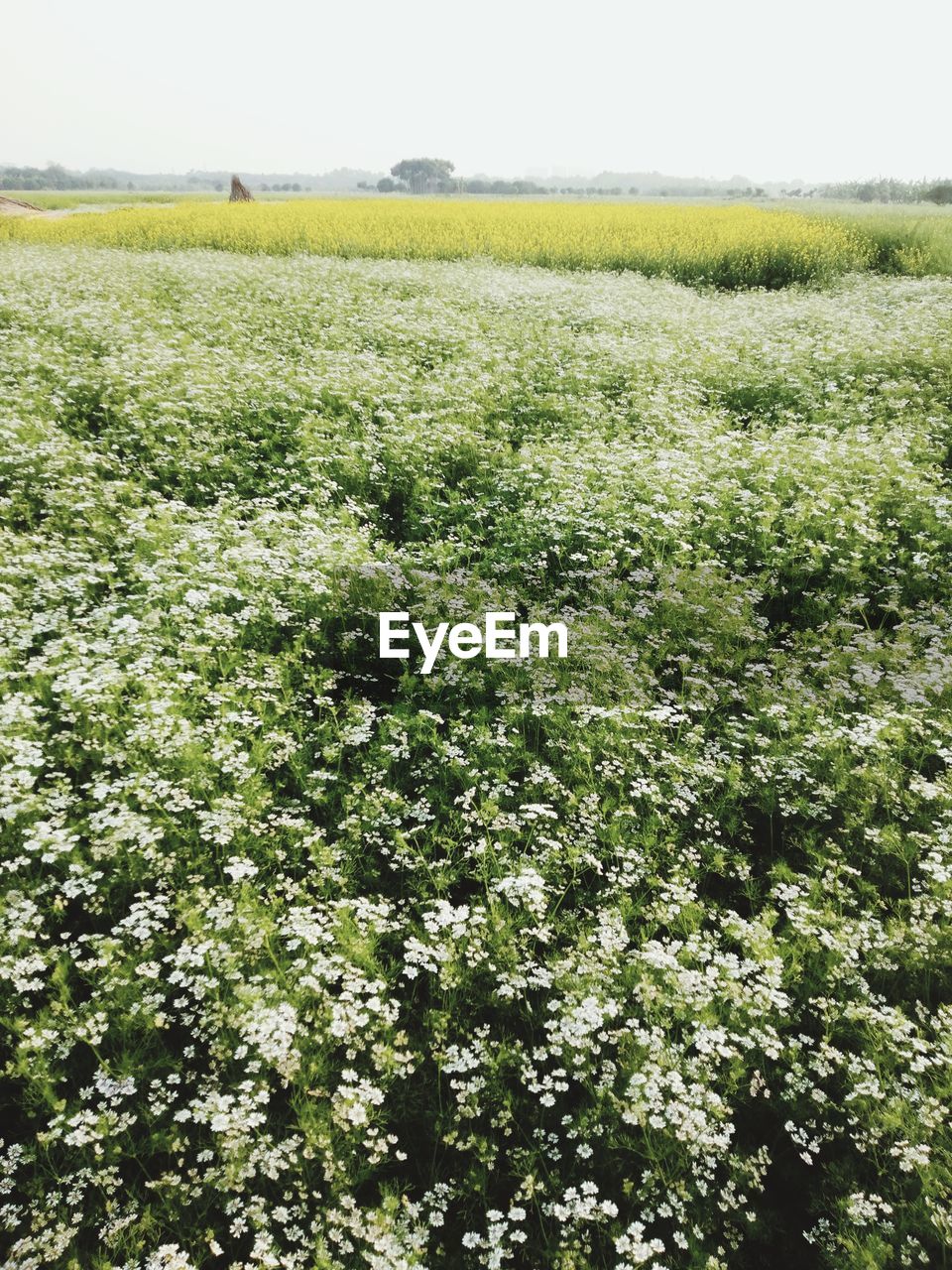 Scenic view of field against clear sky