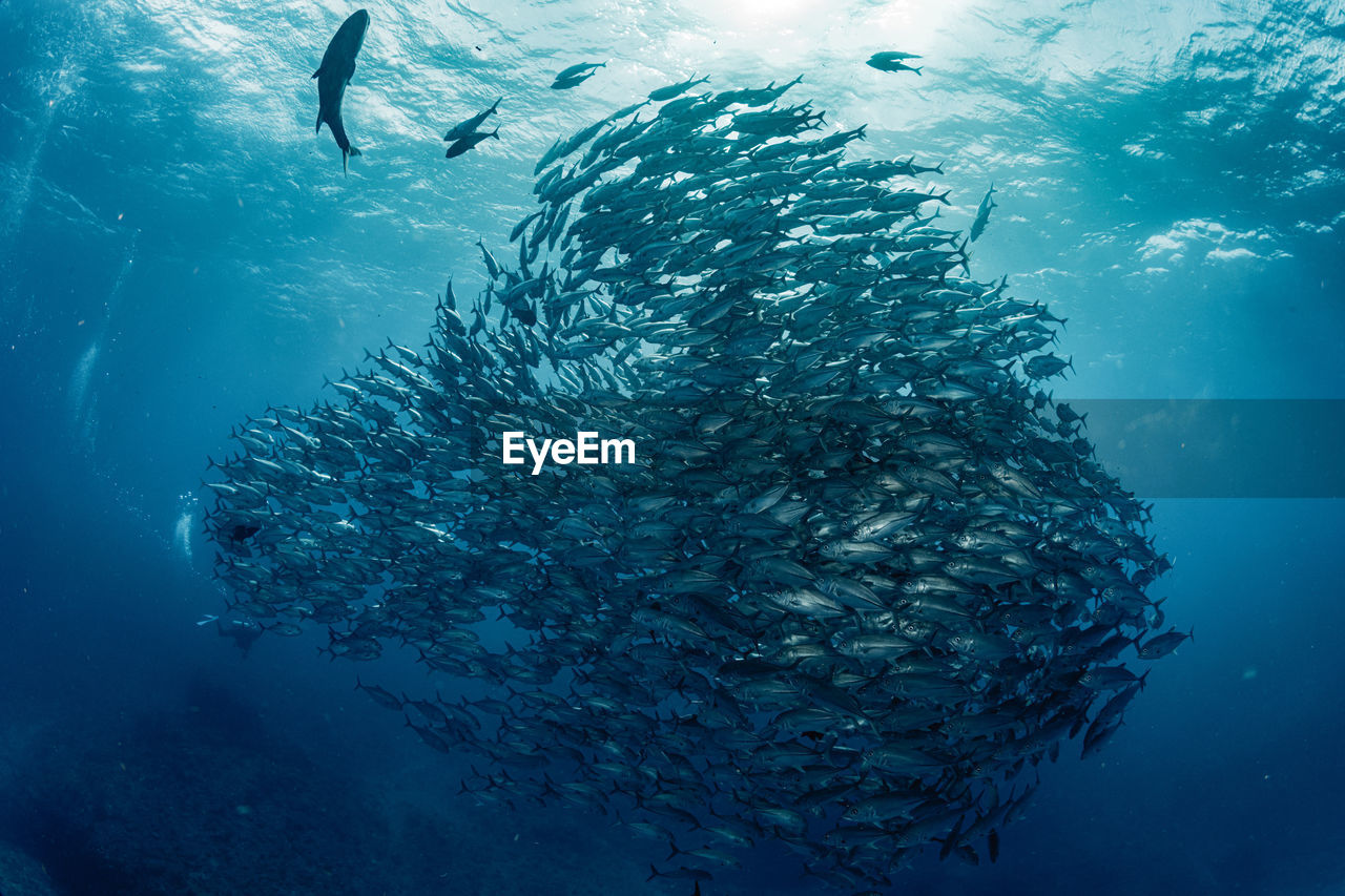 School of bigeye trevally, underwater photography