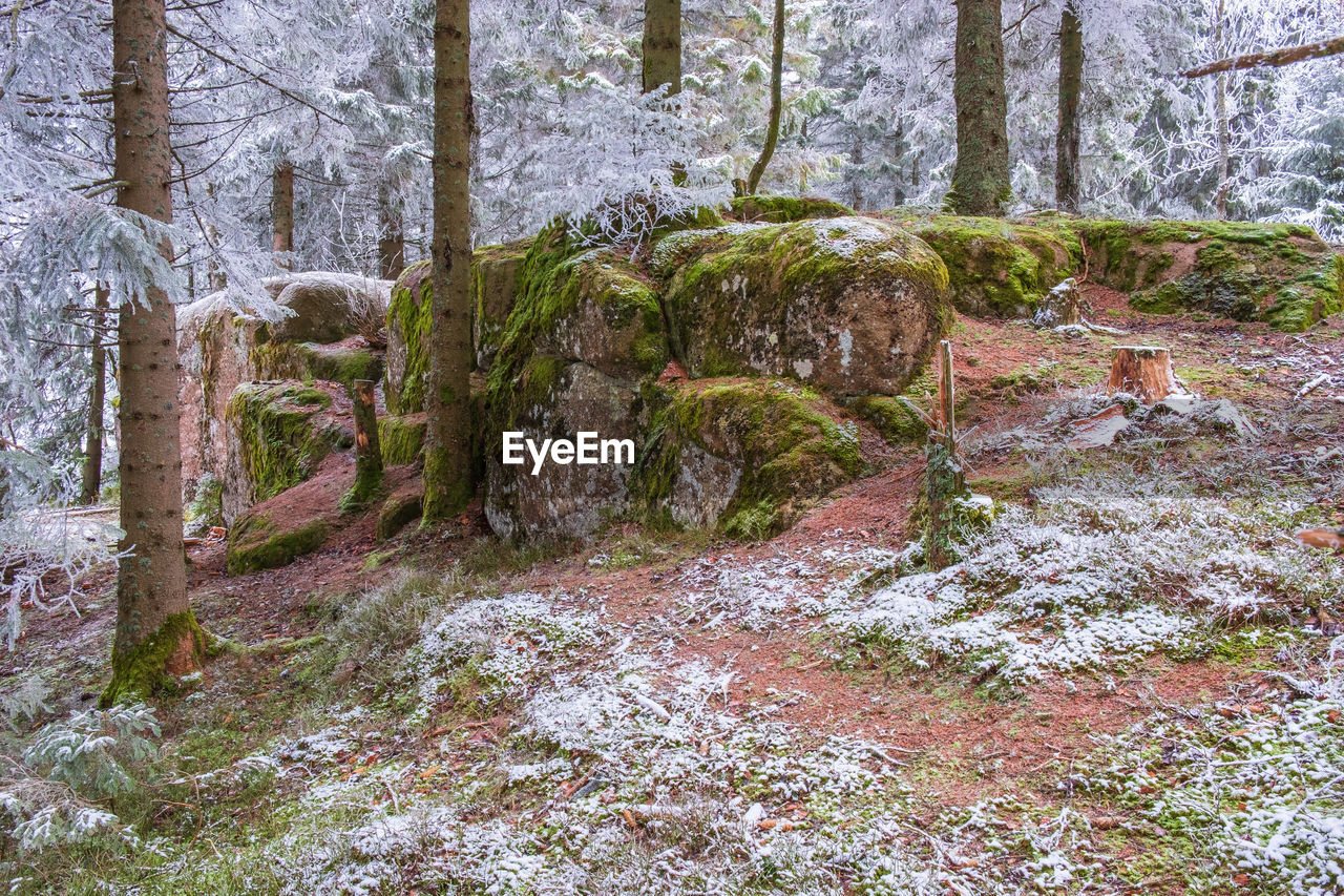 Rock in the forest with frost