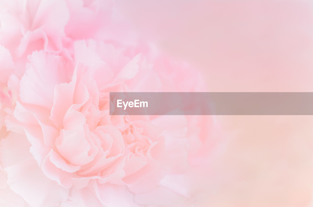pink, flower, flowering plant, beauty in nature, plant, freshness, close-up, rose, petal, pastel colored, no people, nature, fragility, backgrounds, softness, copy space, celebration, event, inflorescence, studio shot, flower head, pale pink, indoors, springtime
