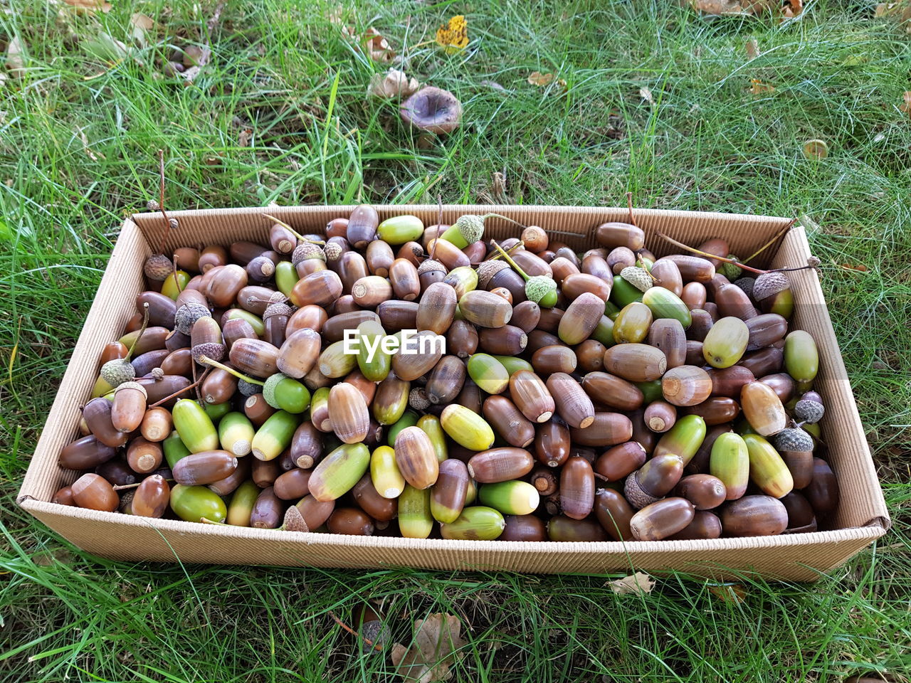 HIGH ANGLE VIEW OF FRUITS IN FIELD