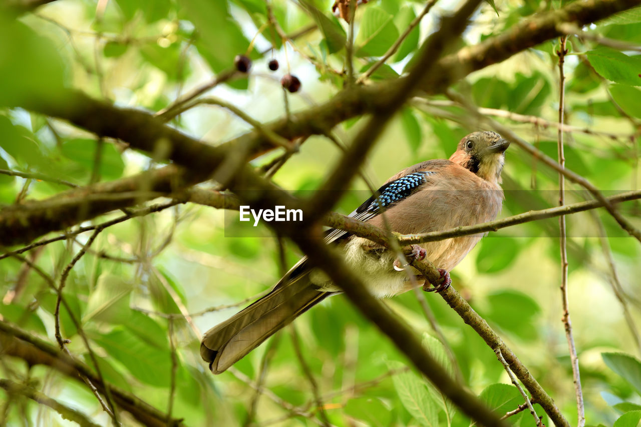 BIRD PERCHING ON A BRANCH