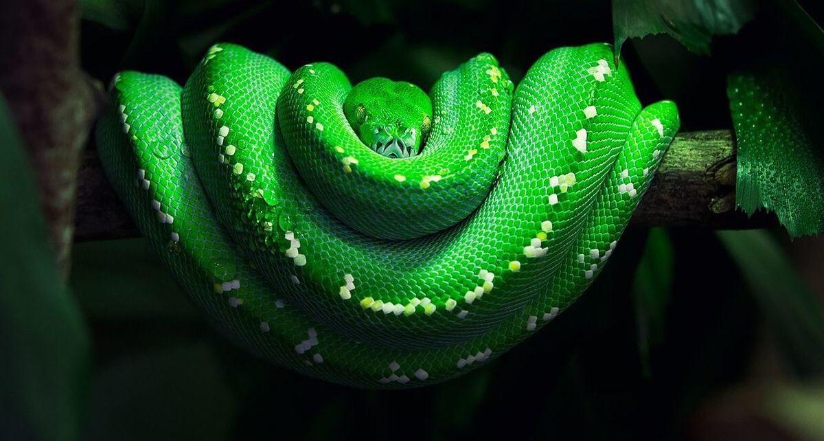 Close-up of a snake against black background