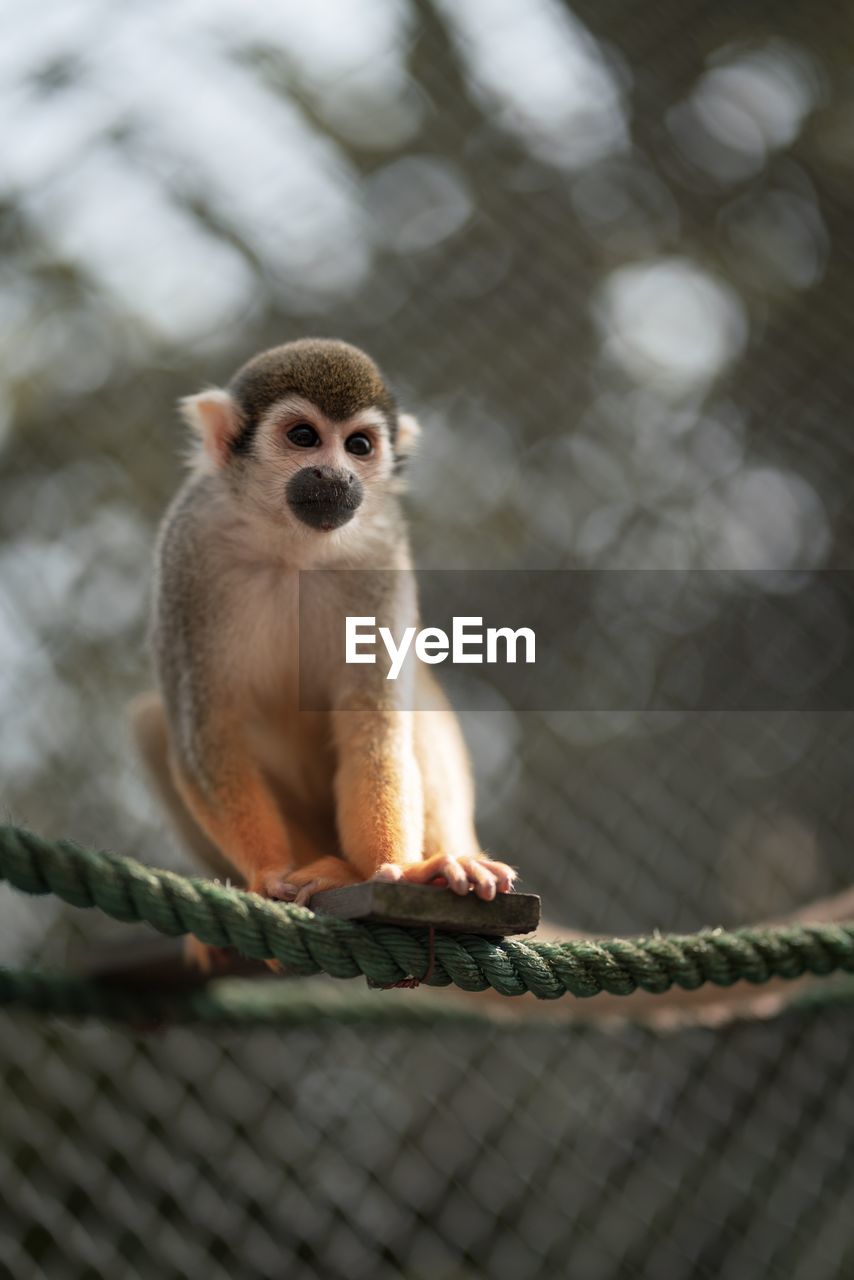 Close-up of monkey sitting on rope