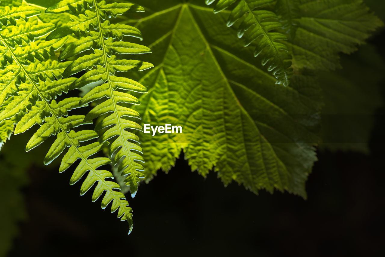 CLOSE-UP OF FRESH GREEN LEAVES ON TREE