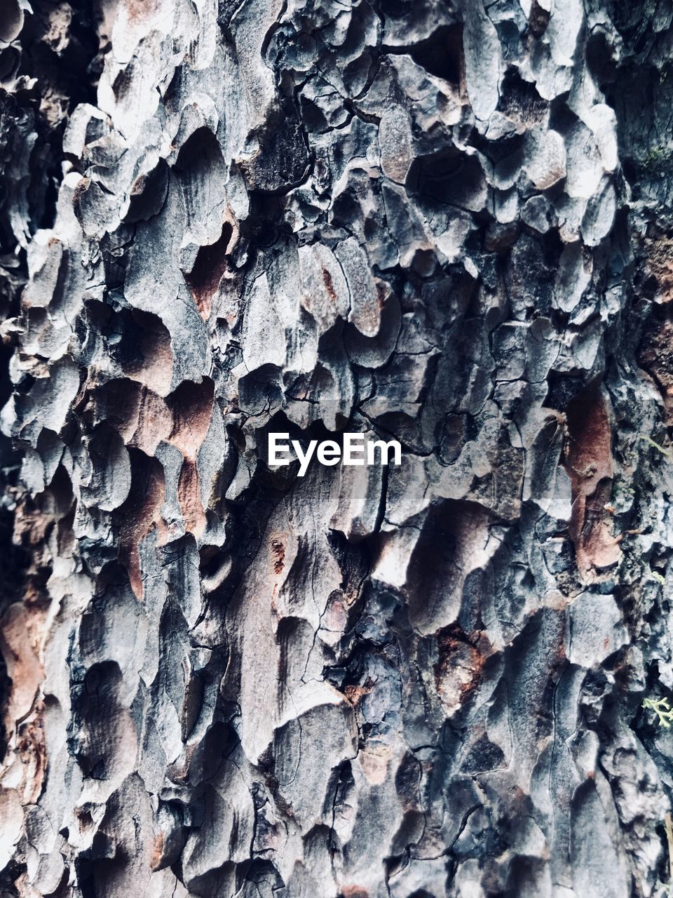 FULL FRAME SHOT OF TREE BARK