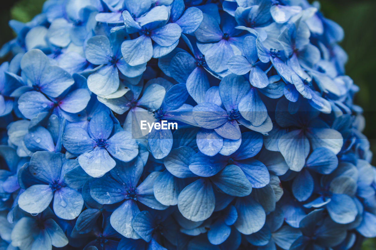 CLOSE-UP OF BLUE HYDRANGEA FLOWERS ON PLANT