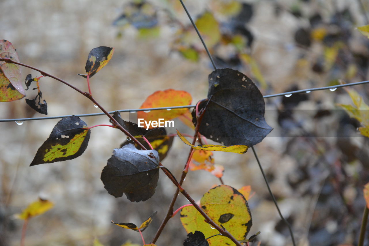 CLOSE-UP OF DRY LEAVES IN WINTER