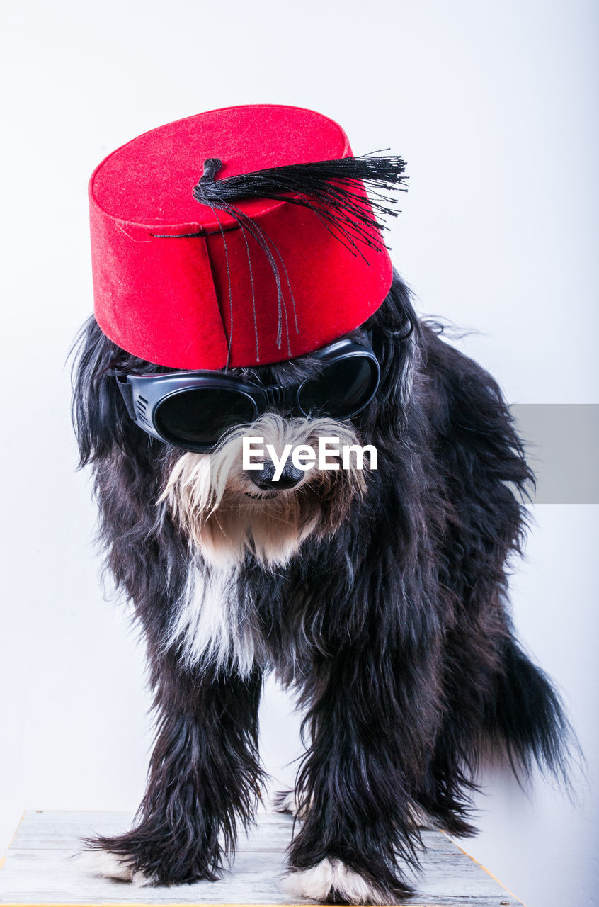 Dog wearing sunglasses and hat while sitting against white background