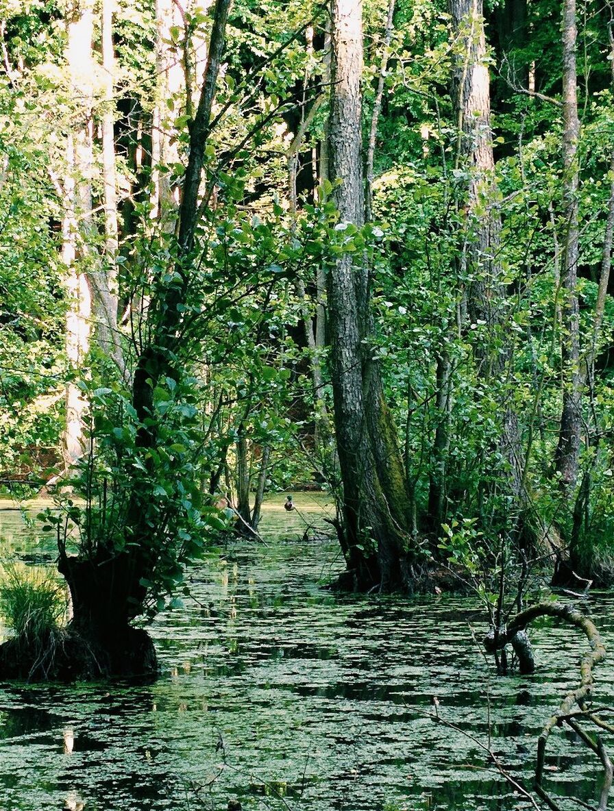 Trees and swamp in forest