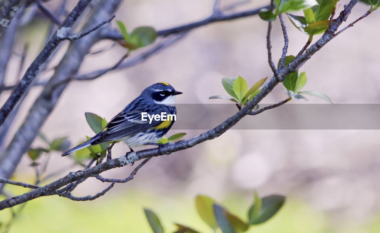 CLOSE-UP OF BIRD PERCHING ON TREE