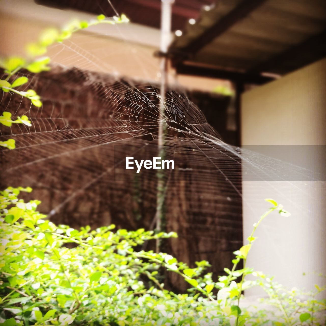 CLOSE-UP OF SPIDER WEB AGAINST PLANTS