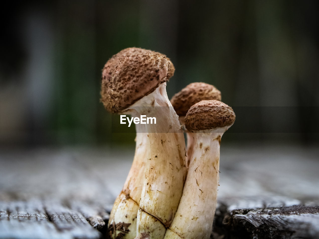 Mushroom family