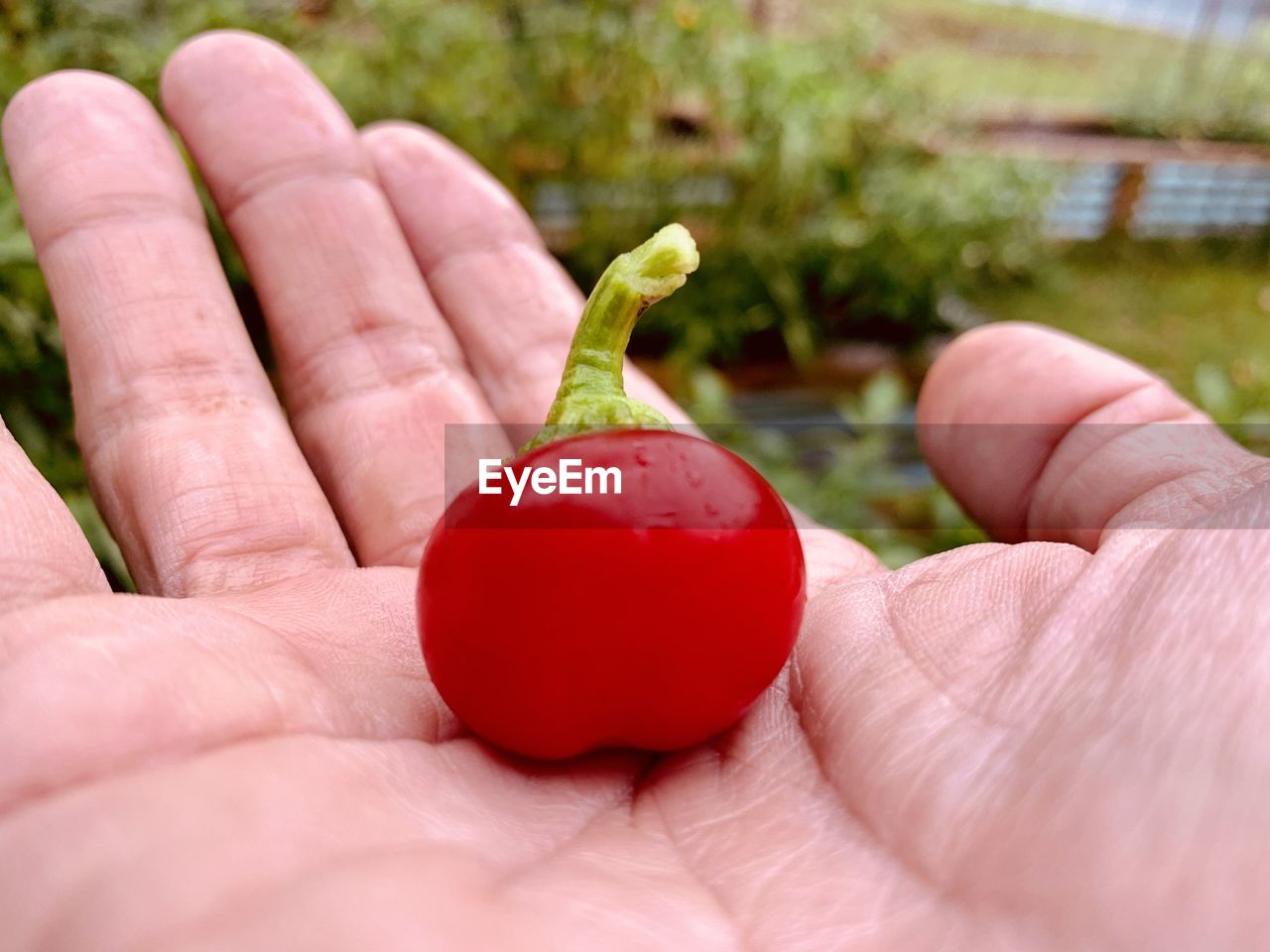 CLOSE-UP OF HAND HOLDING RED BERRIES