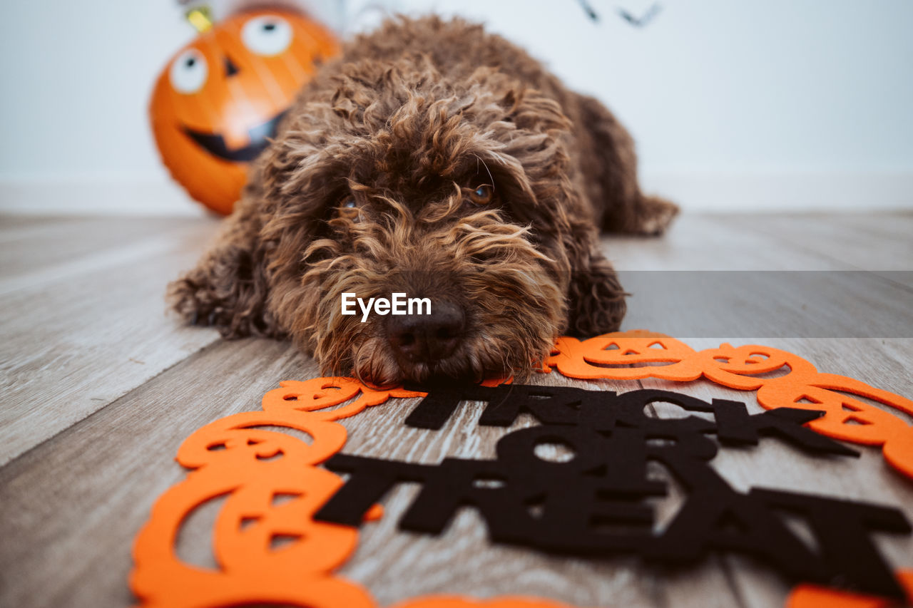 CLOSE-UP PORTRAIT OF DOG WITH TOY