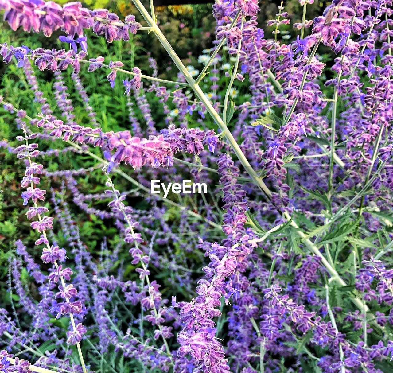 CLOSE-UP OF PURPLE FLOWERING PLANT